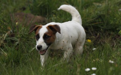 Picadura de abeja o avispa en perros: Qué hacer