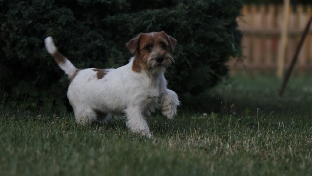 ¿Cómo es el Jack Russell Terrier?