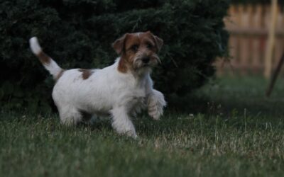 ¿Cómo es el Jack Russell Terrier?