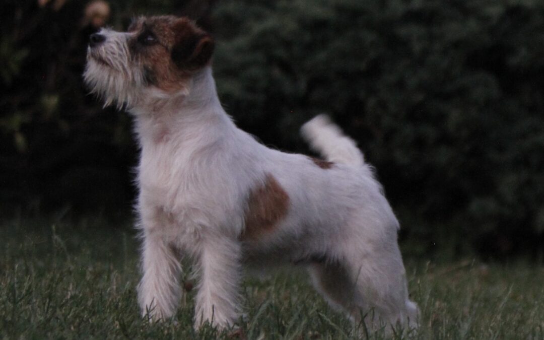 ¿Por qué vomita mi perro?