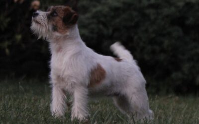 ¿Por qué vomita mi perro?