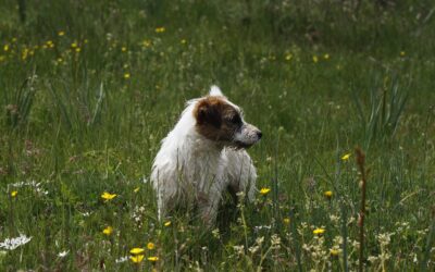 CÓMO CORTAR LAS UÑAS A MI PERRO