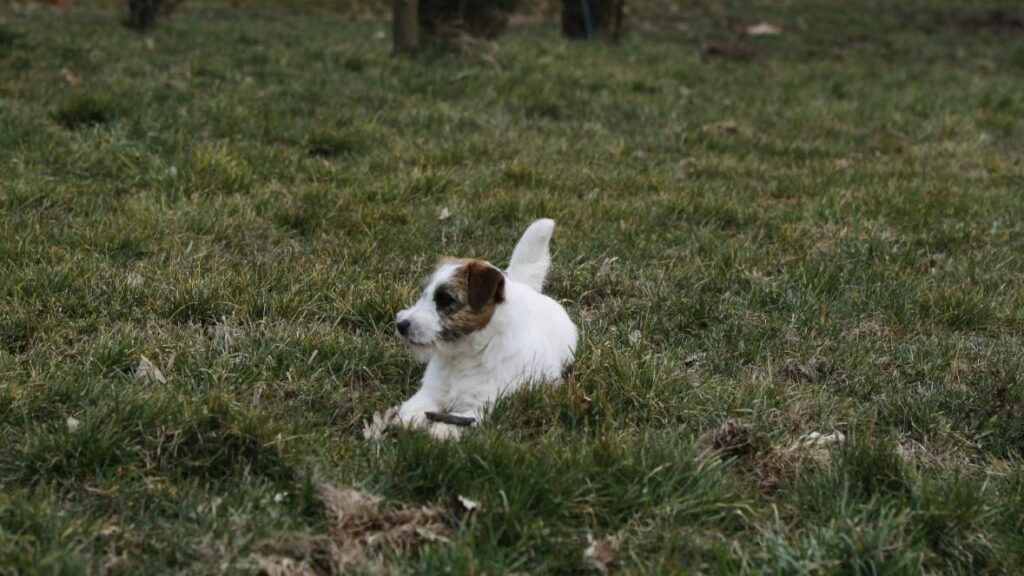 Cómo proteger a mi perro del frío