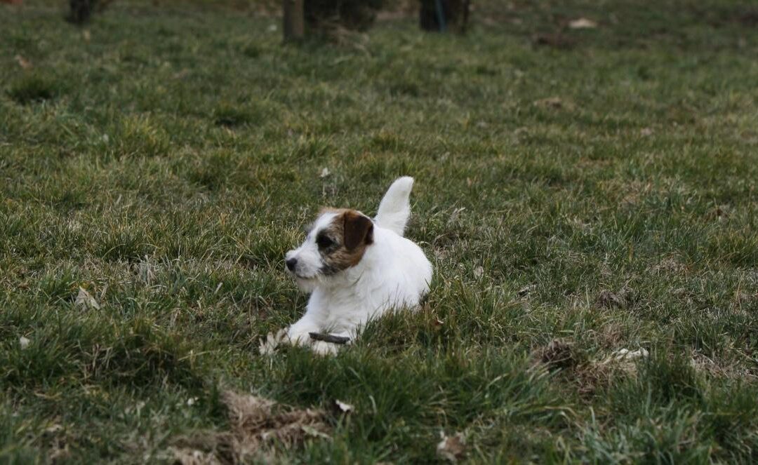 Cómo Proteger a mi perro del frío