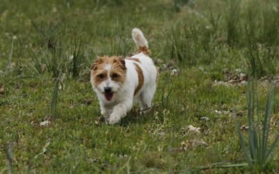 La Ansiedad por Separación en Perros